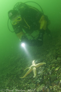 Diver and star. D3. 16mm with 2xtc. Menai straits. by Derek Haslam 